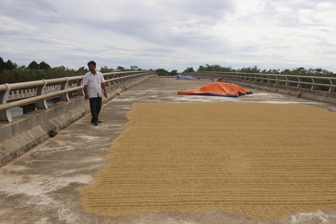 Xây cầu 160 tỷ để…. phơi thóc - ảnh 1
