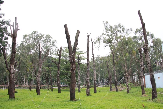 Cây bứng dưỡng chết hàng loạt, Sở GTVT đòi…“trảm” cổ thụ - ảnh 2