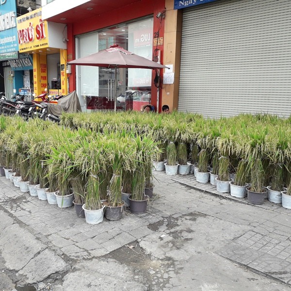 Người Sài Gòn mua lúa kiểng về chưng Tết - ảnh 1