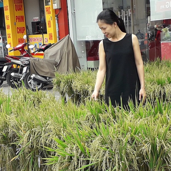 Người Sài Gòn mua lúa kiểng về chưng Tết - ảnh 2