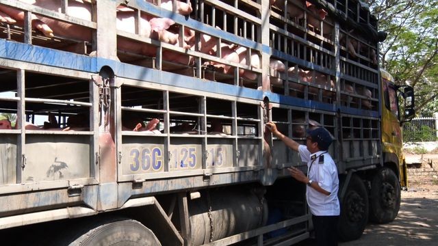 50% lượng heo vào TPHCM từ tỉnh đang có dịch tả Châu Phi - ảnh 2