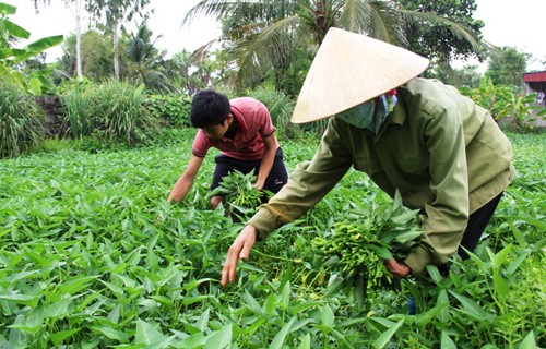 Chàng thủ khoa 'rau muống' xứ Thanh - ảnh 1