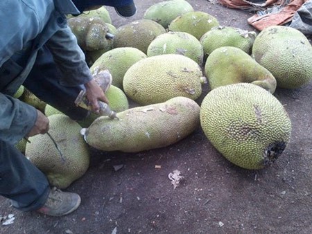 Tuyệt chiêu để tránh mất tiền mua trái cây độc hại - ảnh 3