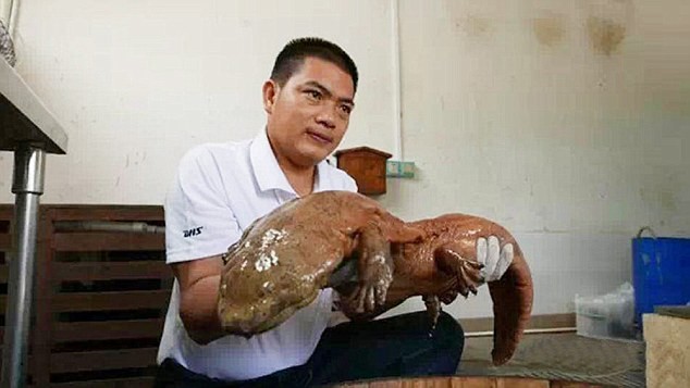 Bắt được kỳ nhông khổng lồ 170 triệu năm vẫn còn sống? - ảnh 1