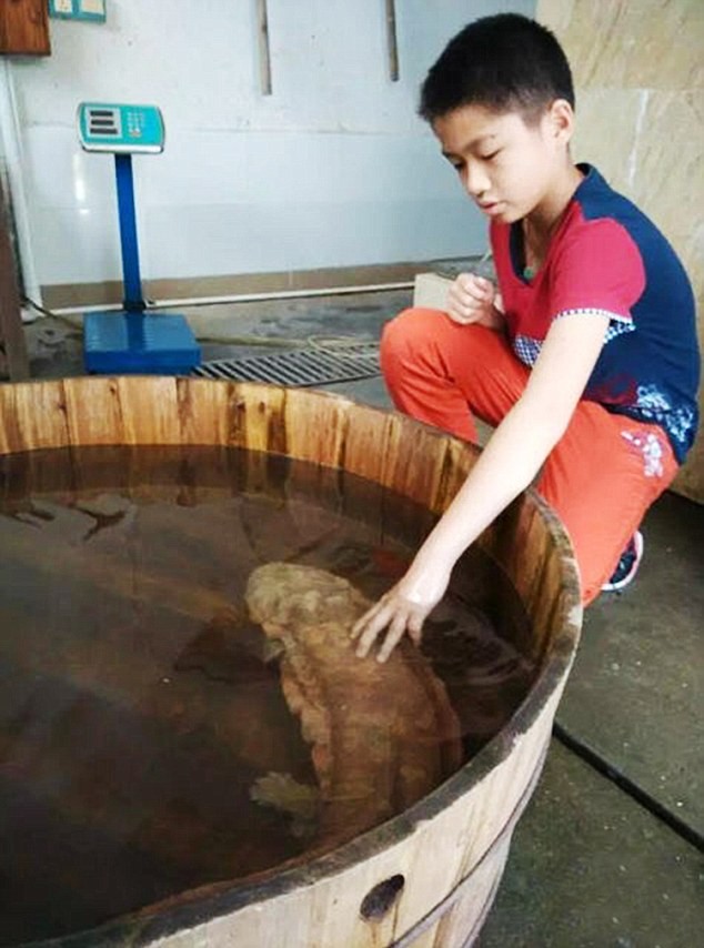 Bắt được kỳ nhông khổng lồ 170 triệu năm vẫn còn sống? - ảnh 4