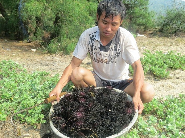 Nghề dầm mình nước lạnh tìm nhím biển 'tiến vua' - ảnh 1