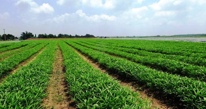Vingroup ra mắt mẻ rau sạch đầu tiên - ảnh 2