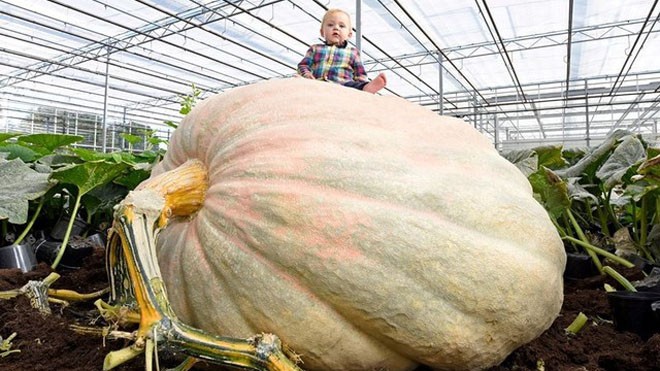 Ngỡ ngàng quả bí ngô cao 1,7m lớn nhất nước Anh - ảnh 1