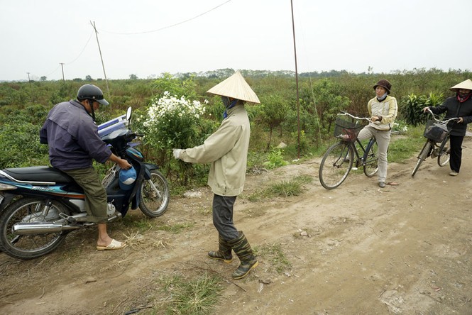Hoa đào đã nở ở vườn đào Nhật Tân - ảnh 12