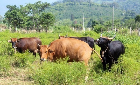 Ngôi làng kỷ lục nhiều cặp sinh đôi nhất thế giới - ảnh 8