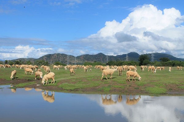 Các điểm cắm trại lý tưởng ở Ninh Thuận - ảnh 4