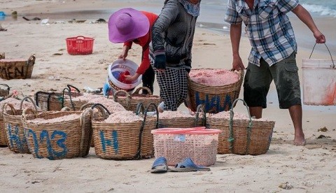 Dùng 'chất cực độc' Rhodamine B nhuộm đỏ con ruốc? - ảnh 2