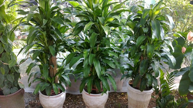 Những cây khiến trẻ ngộ độc tuyệt đối không trồng trong nhà - ảnh 1