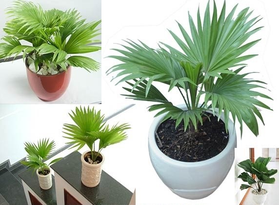 Những cây khiến trẻ ngộ độc tuyệt đối không trồng trong nhà - ảnh 2