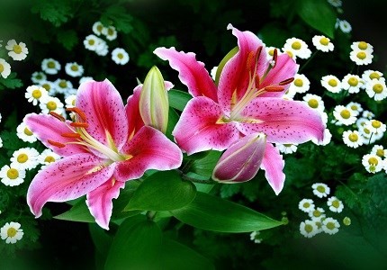 Những cây khiến trẻ ngộ độc tuyệt đối không trồng trong nhà - ảnh 3