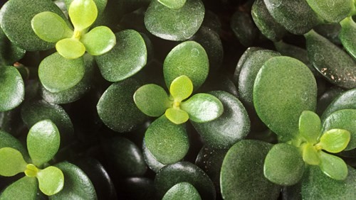 Những cây khiến trẻ ngộ độc tuyệt đối không trồng trong nhà - ảnh 6