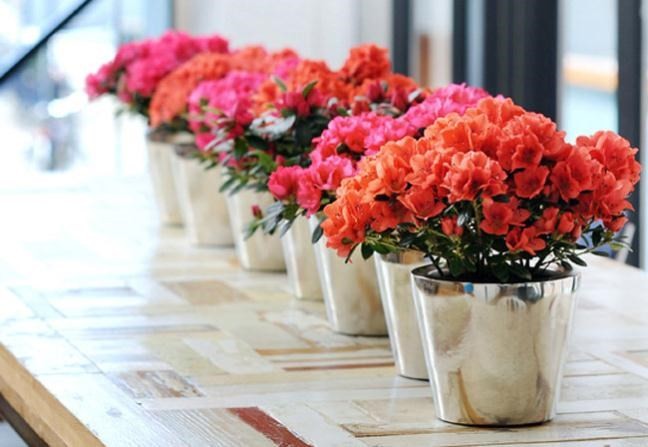 Những cây khiến trẻ ngộ độc tuyệt đối không trồng trong nhà - ảnh 7