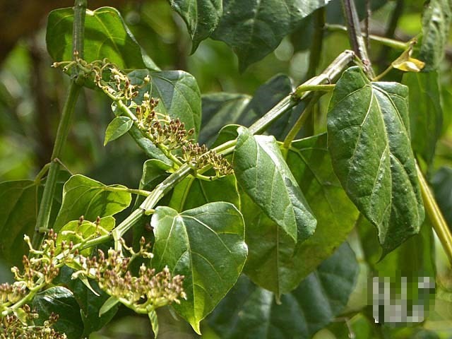Bài thuốc từ cây chìa vôi chữa được nhiều bệnh - ảnh 2