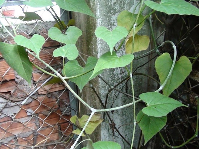 Bài thuốc từ cây chìa vôi chữa được nhiều bệnh - ảnh 6