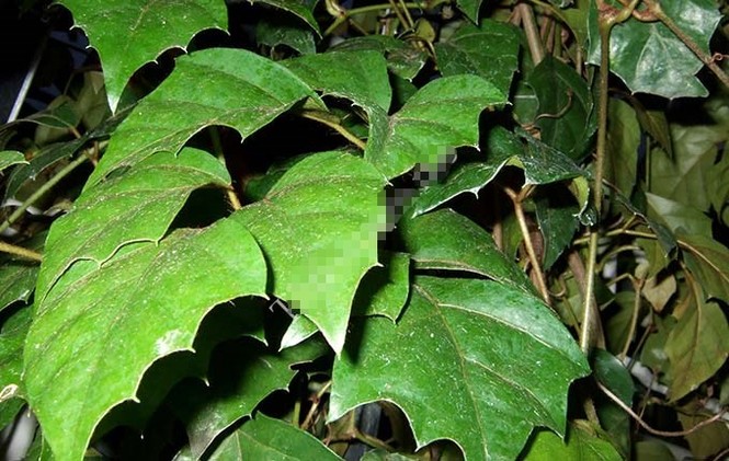 Bài thuốc từ cây chìa vôi chữa được nhiều bệnh - ảnh 7