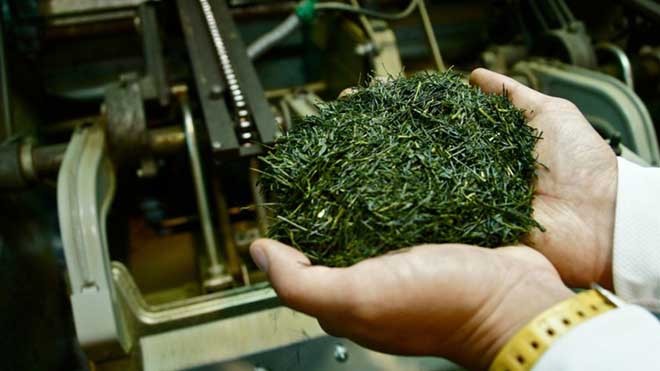 Say trà ở thiên đường trà sencha Nhật Bản - ảnh 1