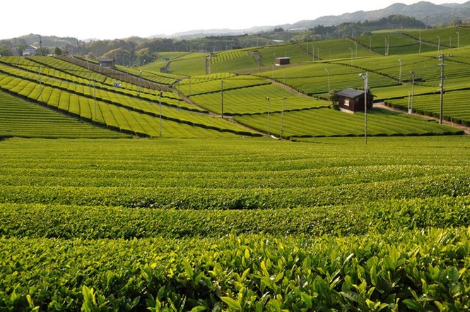 Say trà ở thiên đường trà sencha Nhật Bản - ảnh 2