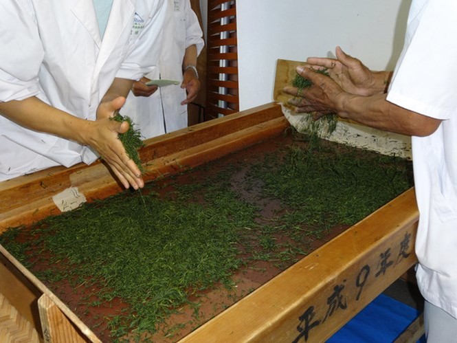 Say trà ở thiên đường trà sencha Nhật Bản - ảnh 6