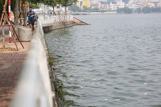 cá chết hồ tây - ảnh 5