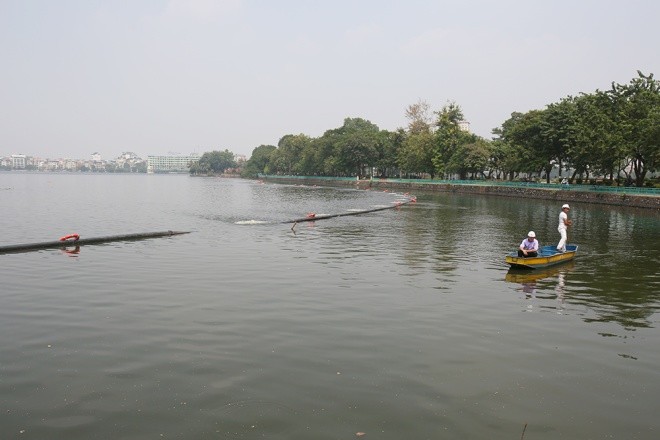 cá chết hồ tây - ảnh 7