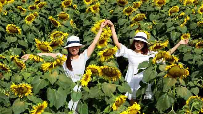 Đẹp mê hồn cánh đồng hướng dương xứ Nghệ - ảnh 3