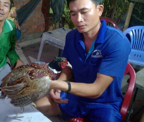 Bắt được chim lạ, nghi là loài cực hiếm trong sách đỏ - ảnh 1