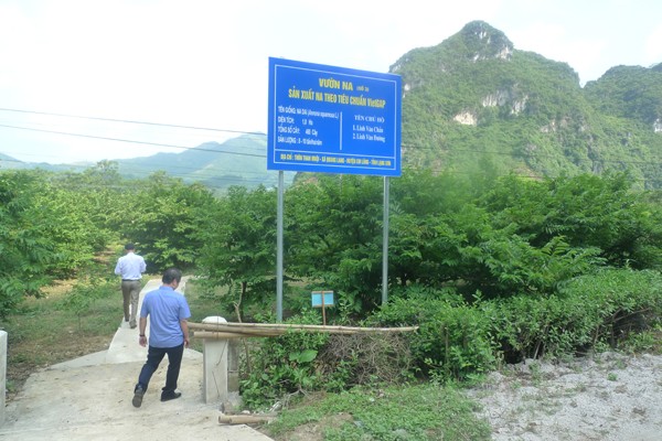 Cận cảnh 'bảo bối' giúp thực khách yên tâm khi ăn quả na Chi Lăng - ảnh 2