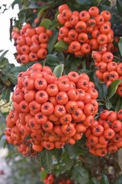 20 loài trái cây hiếm thấy trên Trái Đất, 99% người không biết hết tên - ảnh 10