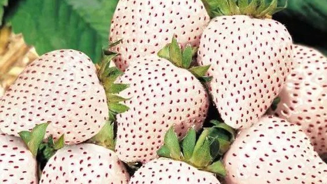 20 loài trái cây hiếm thấy trên Trái Đất, 99% người không biết hết tên - ảnh 12
