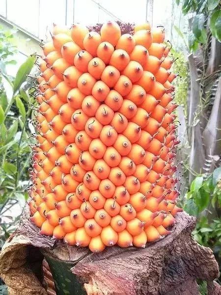 20 loài trái cây hiếm thấy trên Trái Đất, 99% người không biết hết tên - ảnh 18