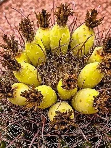 20 loài trái cây hiếm thấy trên Trái Đất, 99% người không biết hết tên - ảnh 19