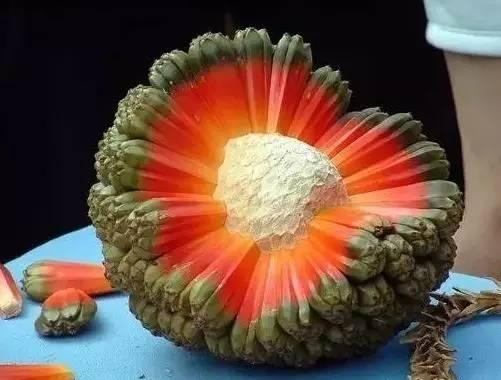 20 loài trái cây hiếm thấy trên Trái Đất, 99% người không biết hết tên - ảnh 20