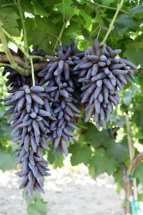 20 loài trái cây hiếm thấy trên Trái Đất, 99% người không biết hết tên - ảnh 9
