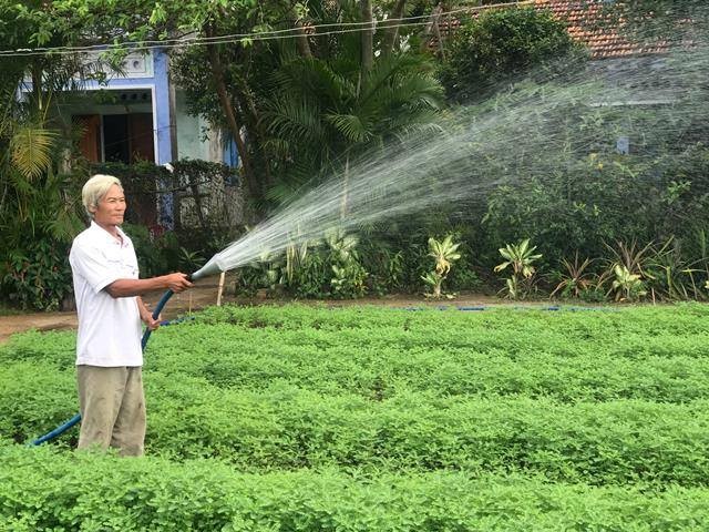 Thăm những vườn cây thuốc đẹp mê mẩn ở Phú Yên - ảnh 3