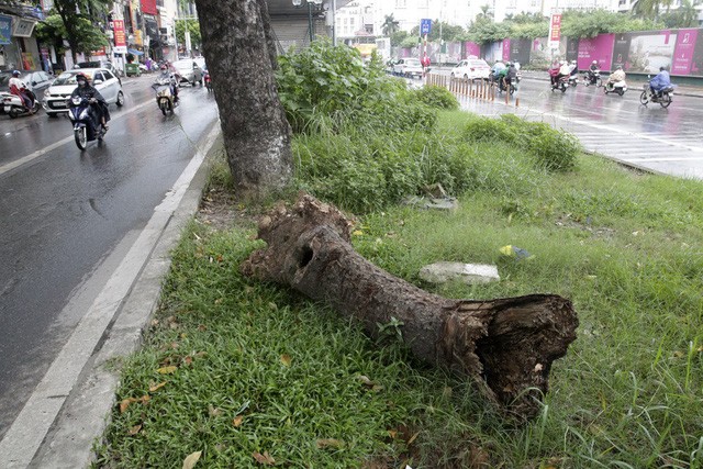Hà Nội: Cây dại mọc như ở bãi hoang giữa phố Giảng Võ - ảnh 8