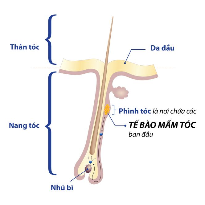 Phát hiện mới: tóc cũng có giới tính - ảnh 1