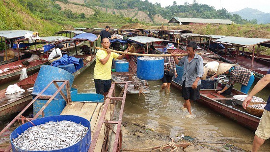 Kiếm bộn tiền từ nghề cá khô sông Đà - ảnh 1