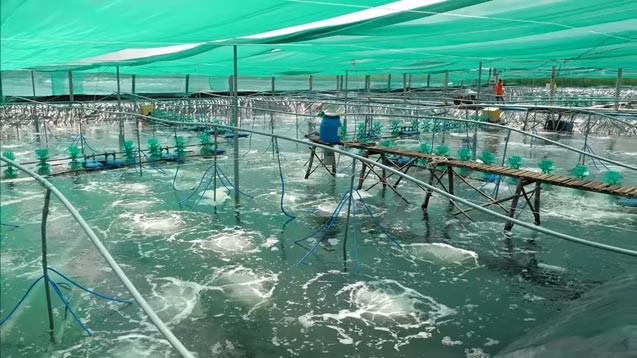 Nông dân làm giàu từ mô hình nuôi tôm Combine - ảnh 2