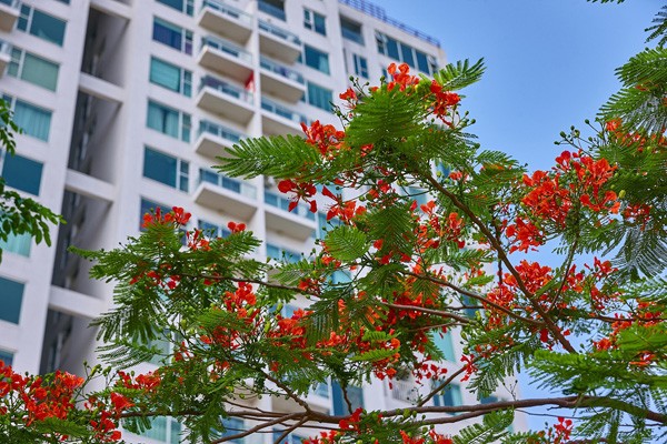 Hạ Long: Thiếu hụt căn hộ cho thuê - ảnh 3