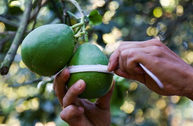 Vườn bưởi hồ lô giá tiền triệu mỗi quả ở Đồng Nai - ảnh 3
