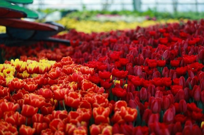 360 kiểu sống ảo để đời tại “Hà Lan phiên bản Việt” ở Nha Trang - ảnh 1