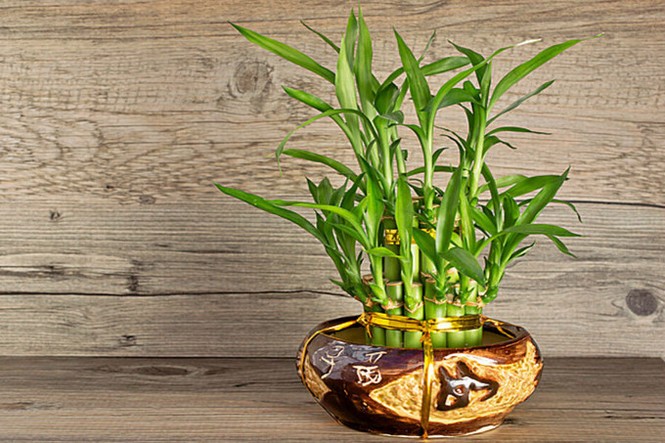 Cây trồng trong nhà mang lại tài lộc và sức khỏe năm mới - ảnh 10