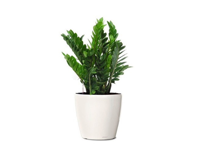 Cây trồng trong nhà mang lại tài lộc và sức khỏe năm mới - ảnh 1