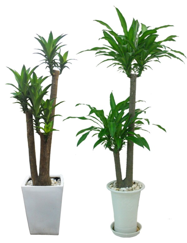 Cây trồng trong nhà mang lại tài lộc và sức khỏe năm mới - ảnh 2