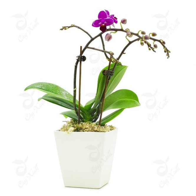 Cây trồng trong nhà mang lại tài lộc và sức khỏe năm mới - ảnh 3